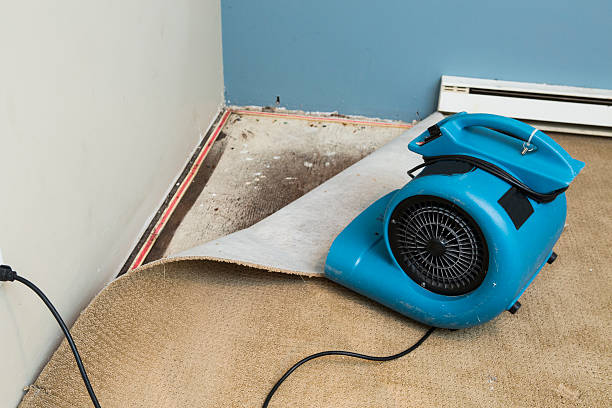 Best Water damage repair service  in Keyser, WV